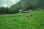 70 Pascoli di Malga Epolo (1547 m.)